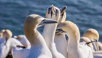 AG先手开团但强度不够，DYG打出1换2