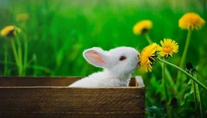 九游正版入口-阿德耶米门前抢点破门，拜尔横传送助攻！多特1-0领先奥格斯堡